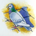 Line and wash illustration of a pigeon with shadow