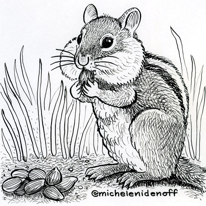 Line drawing of a chipmunk by Michele Nidenoff